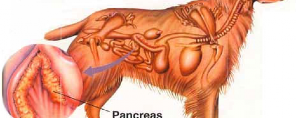 Диета При Панкреатите Поджелудочной Железы У Собаки