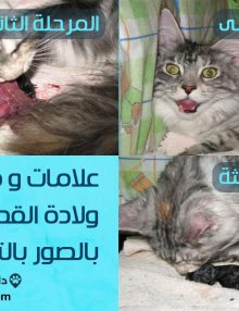 علامات ولادة القطط بالصور.. كيف تعرف ان قطتك ستلد ؟
