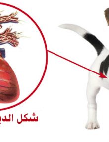 ديدان القلب في الكلاب .. الأعراض و العلاج