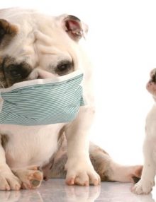 الكحة في الكلاب Kennel Cough In Dogs