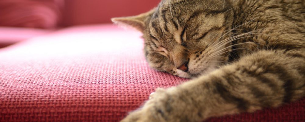 حقائق طريفة تتعلق بعادات نوم القطط دليل العيادات البيطرية دكتور بيطري بين يديك