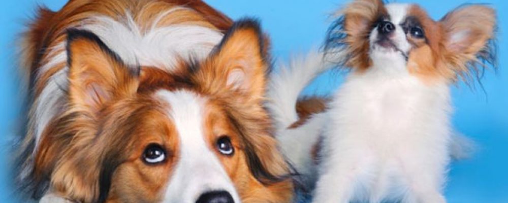 5 نصائح لإطالة فترة حياة الكلاب - دليل العيادات البيطرية ...