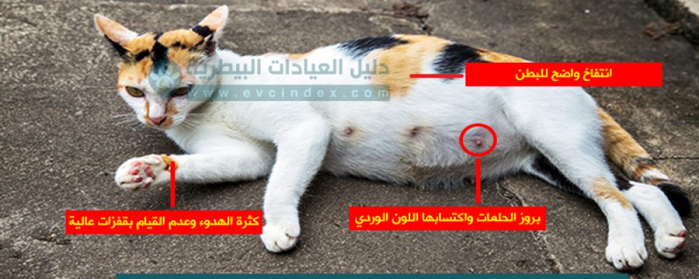 علامات الحمل في القطط بالفيديو والصور. دليل العيادات البيطرية، طبيب بيطري في متناول يدك