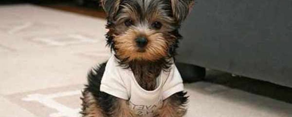 أنواع الكلاب الصغيرة: 9 من أفضل أنواع الكلاب الأليفة. الدليل البيطري للعيادات البيطرية بين يديك