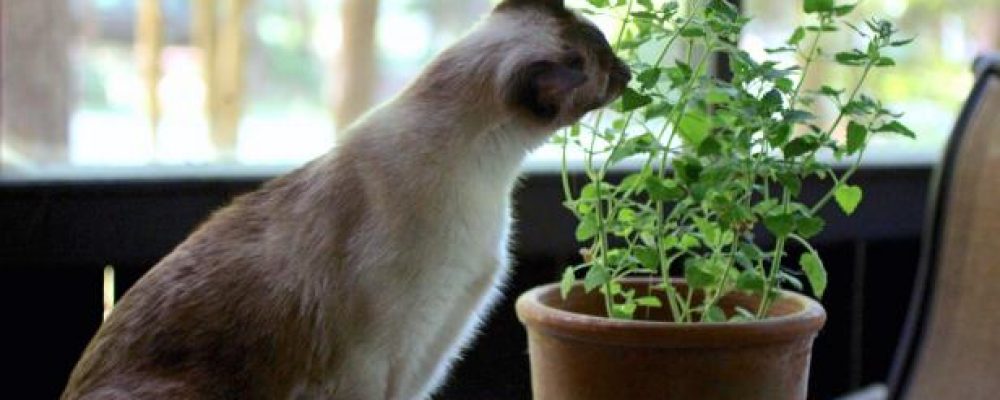 هل يمكن علاج القطط بالاعشاب 7 أعشاب تفيد في علاج أمراض القطط دليل العيادات البيطرية دكتور بيطري بين يديك