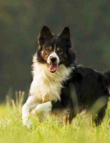 معلومات عن كلاب بوردر كولي Border Collie
