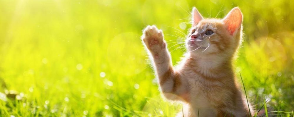 قطتي والصراصير هل تأكل القطط الحشرات دليل العيادات البيطرية دكتور بيطري بين يديك
