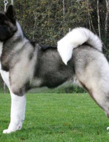 كلب اكيتا Akita Dog .. مواصفات كلاب أكيتا