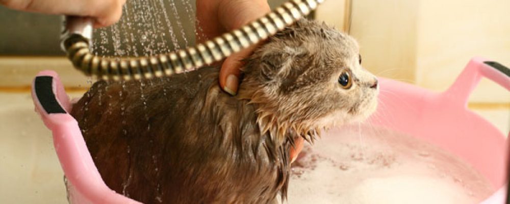 طريقة استحمام القطط بالتفصيل في كافة مراحل عمرها دليل العيادات البيطرية دكتور بيطري بين يديك