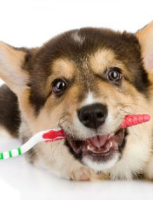 تنظيف اسنان الكلاب في المنزل بطريقة سهلة بالتفصيل