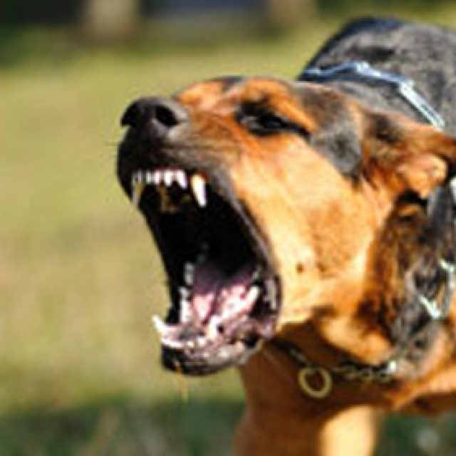 ترويض الكلاب: نزع العدوانية والشراسة من الكلاب