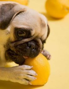 تسمم الليمون عند الكلاب