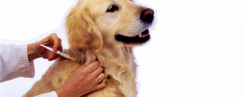 تطعيمات الكلاب و مواعيدها – دليلك الشامل في تطعيم الكلاب