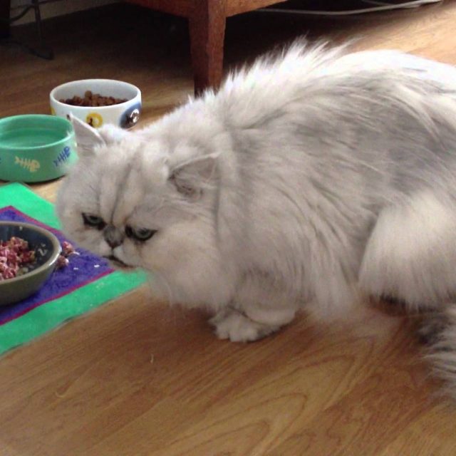 أفضل طريقة في تغذية القطط الشيرازي