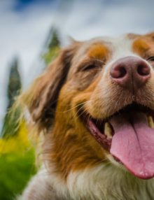 هل يهز الكلب ذيله عندما يكون سعيد ؟ 5 معلومات خاطئة عن الكلاب