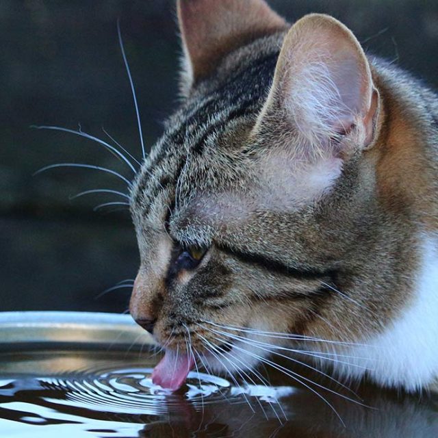5 خطوات للقضاء على الجفاف في القطط