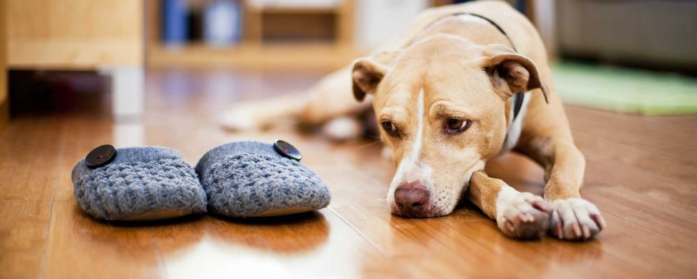 6 معلومات خاطئة عن تربية الكلاب وتدريبها