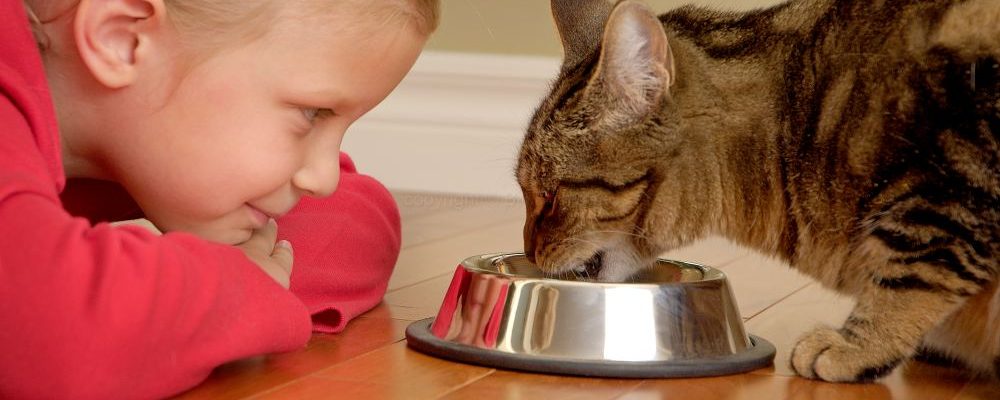 علاج أمراض القطط عن طريق تغيير الطعام