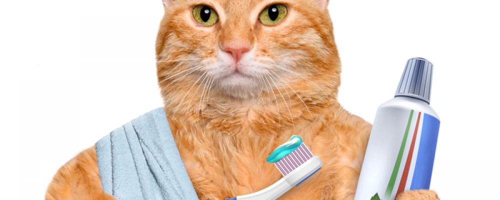 معلومات عن تسوس الأسنان عند القطط بالتفصيل
