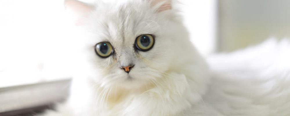 علاج الإمساك عند القطط وأعراضه بالتفصيل
