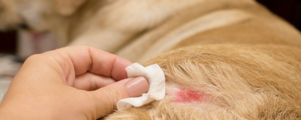 ماهى تقرحات الجلد عند الكلاب وكيف يمكن علاجها؟