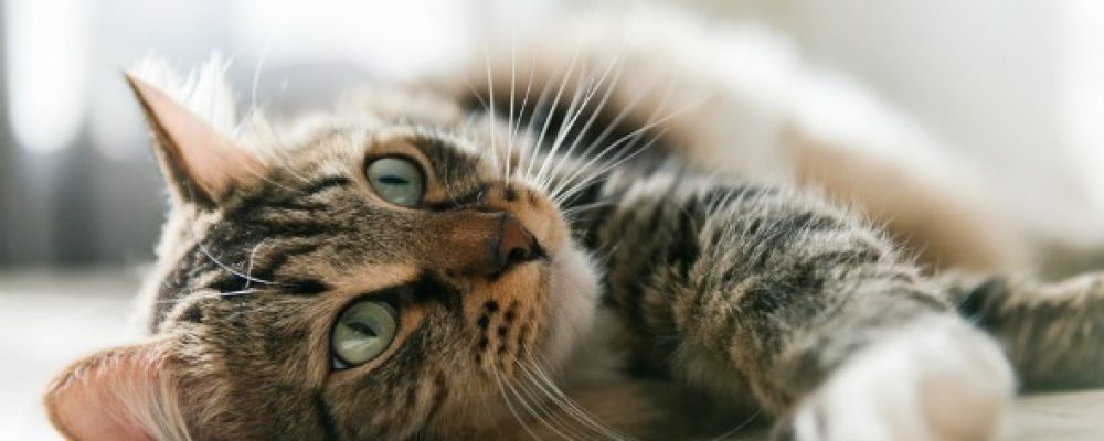 معلومات عن الانسداد المعوي في القطط