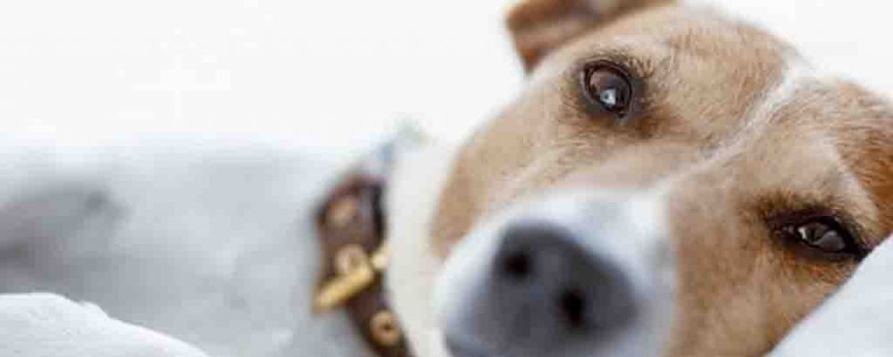 صديد الرحم عند الكلاب “البيومترا”