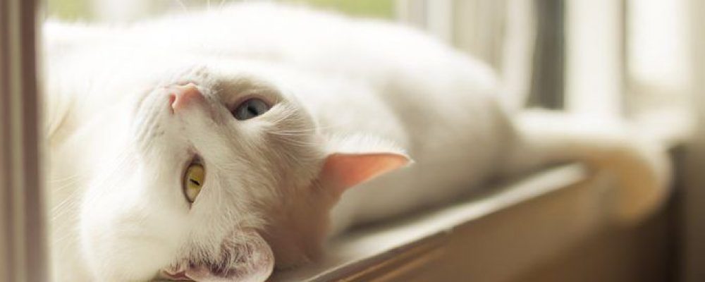 جراحة العين”Gonioimplantation”  فى القطط ودوافعها