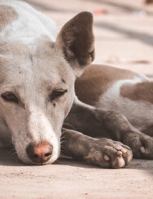 سرطان القدم عند الكلاب وطرق علاجه