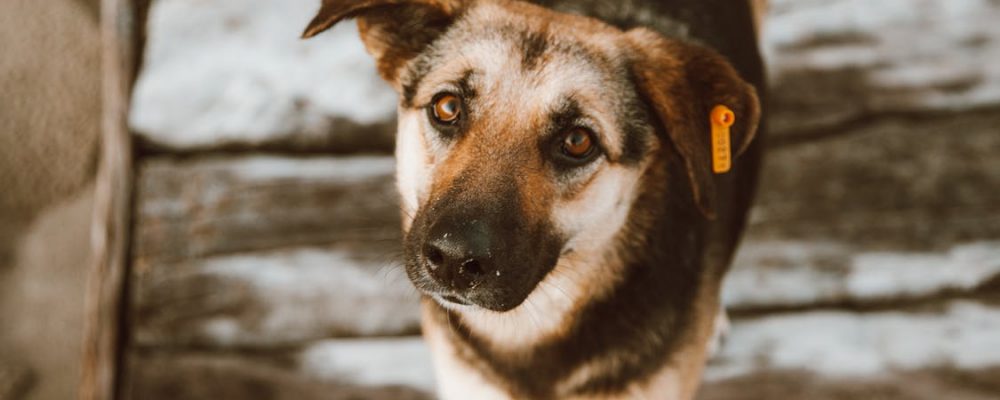 علاج انسداد القناة الدمعية عند الكلاب