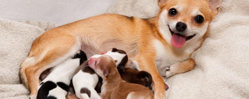 أعراض الولادة عند الكلاب ومراحل الولادة بالتفصيل