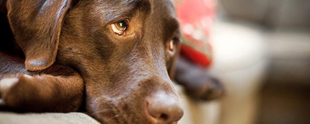 علاج تسمم الكلاب وأعراض التسمم للكلاب بالتفصيل