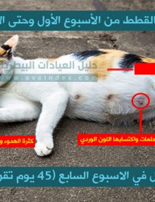 علامات الحمل في القطط بالفيديو والصور
