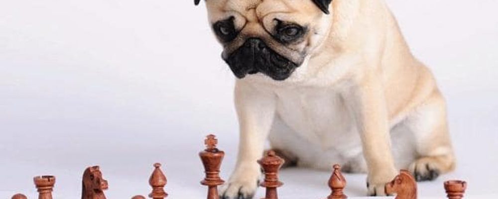 اختبار ذكاء الكلاب : سبعة علامات تدل على نسبة ذكاء الكلب