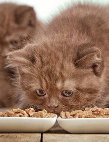 جدول طعام القطط الصغيرة من سن شهرين الى 6 أشهر