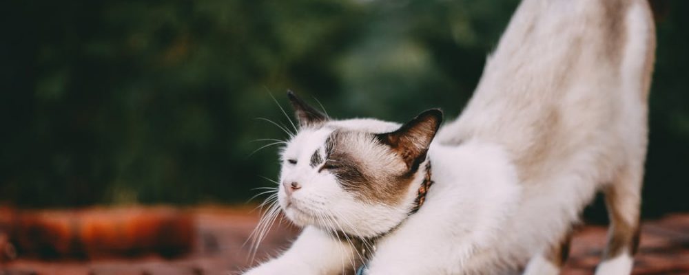 علاج انزلاق رأس عظمة الفخذ عند القطط