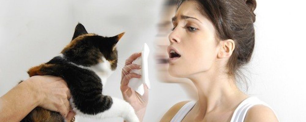 كيفية علاج حساسية القطط