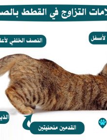 معلومات عن تزاوج القطط بالصور
