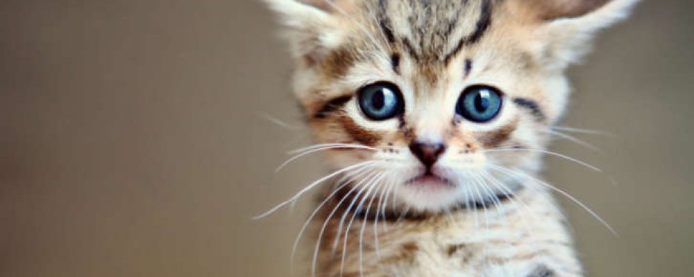 مشاكل عيون القطط الصغيرة وعلاجها