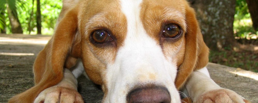 الديدان في الكلاب .. الأعراض والعلاج والوقاية منها