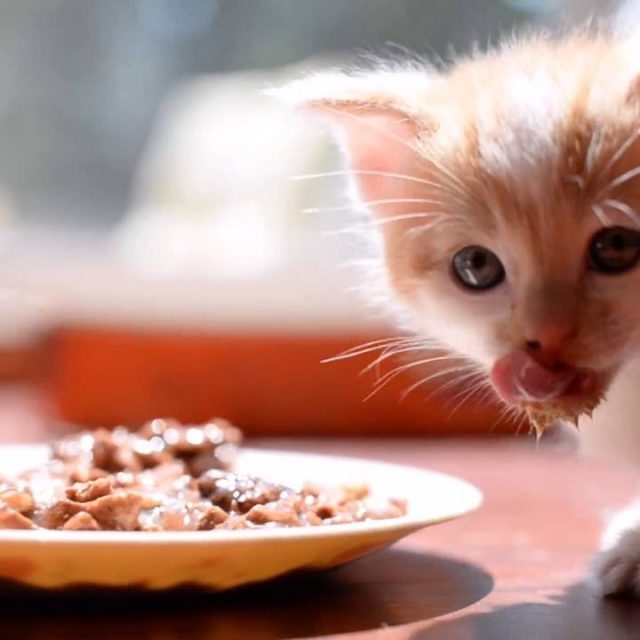 5 نصائح لاختيار أطباق طعام القطط