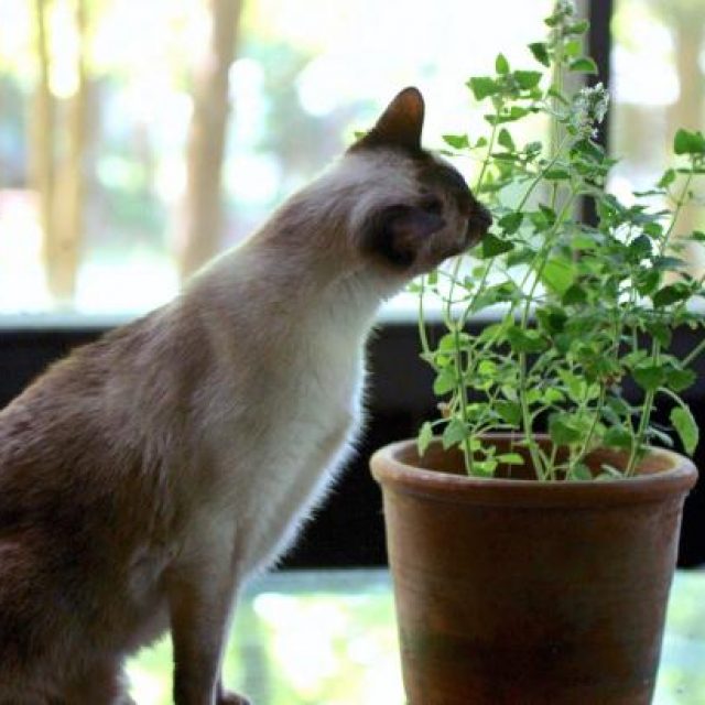 هل يمكن علاج القطط بالاعشاب ؟ 7 أعشاب تفيد في علاج أمراض القطط