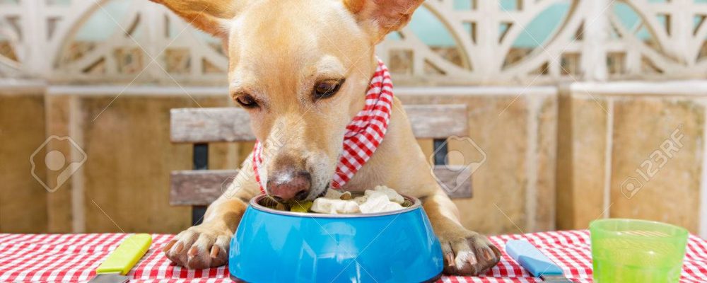 5 أمراض تصيب الكلاب بسبب سوء التغذية