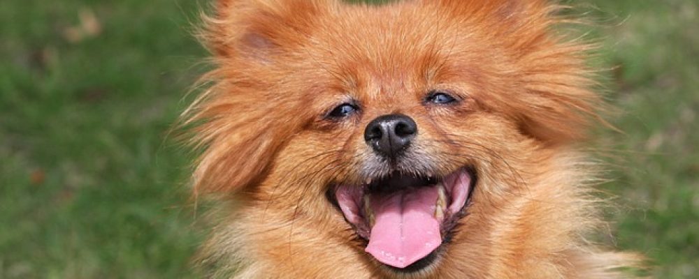 كيف أعرف أن كلبي مريض – العلامات الصحية في الكلاب