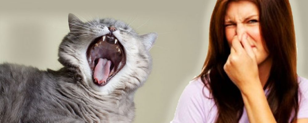 طرق التخلص من رائحة الفم الكريهة في القطط