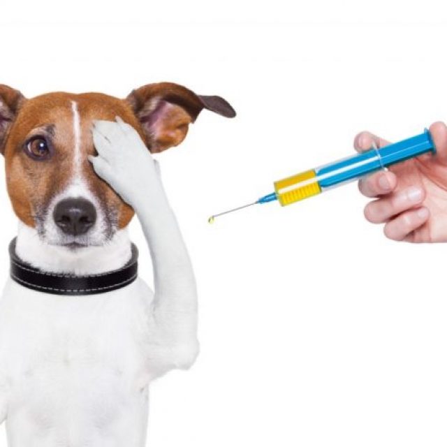 هل يجب تطعيم الكلاب والقطط سنويا ؟ اعرف الاجابة بالتفصيل