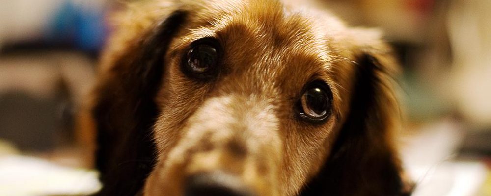 مرض الإكزيما في الكلاب الأسباب و العلاج