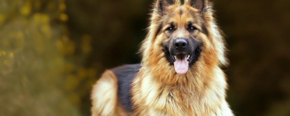 صعوبة التنفس عند الكلاب وعلاجها