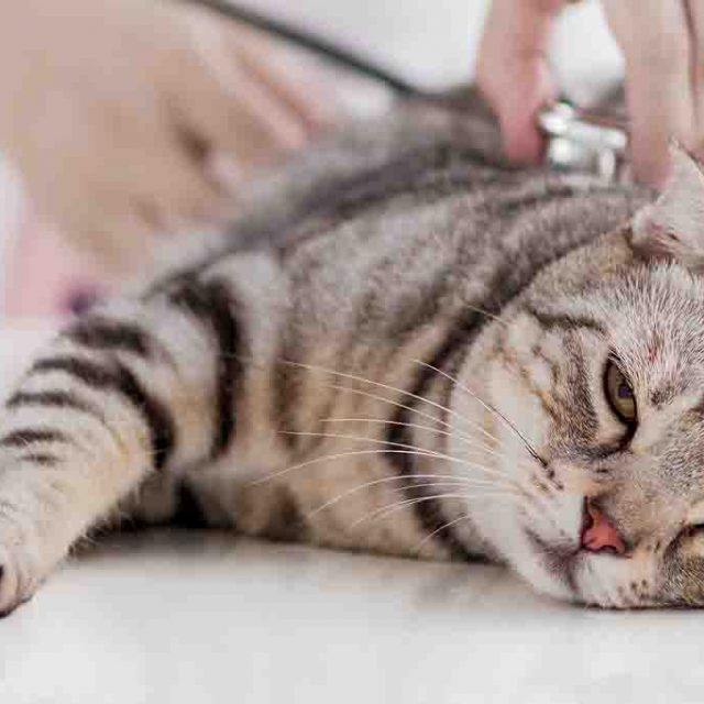 اعراض صديد الرحم عند القطط وطرق علاجه
