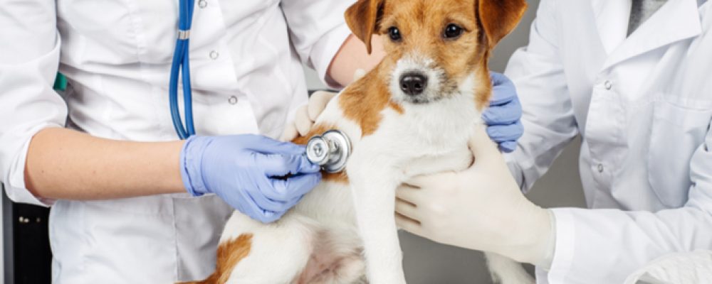 عدوى الدم الطفيلية في الكلاب – الميكوبلازما